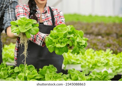 young asian couple agriculture smart farmer working picking vegetables working in organic greenhouse farm. Hydroponics farming. - Powered by Shutterstock