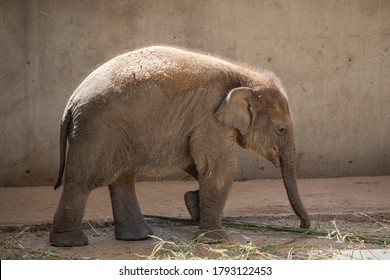 Young Asian Elephant Calf Walking On Sand In Captivity