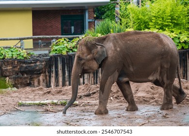 Young Asian Elephant Exploring Water Puddle in Zoo : Side view of a young Asian elephant with its trunk lowered near a puddle in its zoo enclosure, with a building and greenery in the background. - Powered by Shutterstock