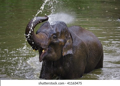 Der junge asiatische Elefant sprüht sich mit Wasser im Thai Elephant Conservation Centre in Baan Tung Kwien (bei Lampang) in Nordthailand.