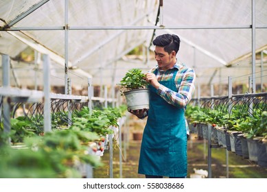 Young Asian Farmer Holding Bucket With Strawberry Plant