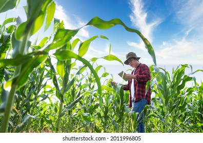 Young Asian Farmer Inspecting Fresh Sugarcane Leaves In Organic Farm