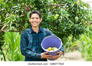 Young Asian Farmer Picking Mango Fruit In Organic Farm