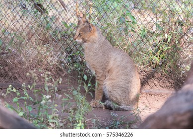 Young Asian Golden Cat Sitting On The Ground.