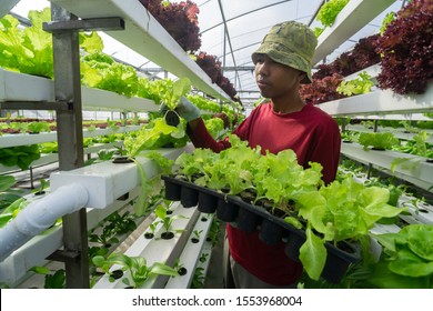 4,322 Malaysian farm Images, Stock Photos & Vectors | Shutterstock