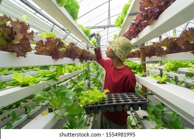 4,322 Malaysian farm Images, Stock Photos & Vectors | Shutterstock