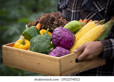 Young Asian man farmer with freshly picked vegetables in basket. Hand holding wooden box with vegetables in field. Fresh Organic Vegetables from local producers ready for transport. - Powered by Shutterstock