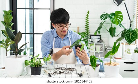 Young Asian Man With Glasses Taking Care Of His Houseplants Doing Home Gardening In His Apartment, Nature And Plants Care Concept.