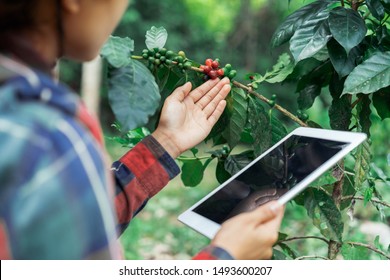 Young Asian Modern Farmer Using Digital Tablet And Examining Ripe Coffee Beans At Coffee Field Plantation. Modern Technology Application In Agricultural Growing Activity Concept