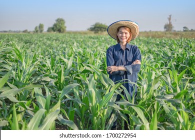 Young asian smile woman farmer wear Denim dress stand in corn field Thailand.