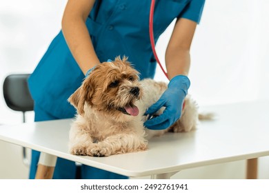 Young Asian veterinarian sits examining cute Shih Tzu dog with stethoscope in veterinary clinic, concept of health care and medicine for pets. A cute little dog examined at the veterinarian. In the cl - Powered by Shutterstock