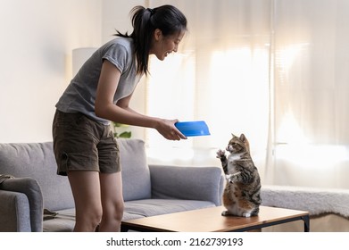 Young Asian Woman Cat Owner Giving Food To Her Cute Domestic Cat At Home. Adorable Shorthair Cat Be Feed By Owner In Living Room. Human And Pet Relation Domestic Lifestyle Concept.