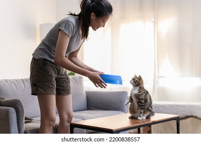 Young Asian Woman Cat Owner Giving Food To Her Cute Domestic Cat At Home. Adorable Shorthair Cat Be Feed By Owner In Living Room. Human And Pet Relation Domestic Lifestyle Concept. Focus On Cat.