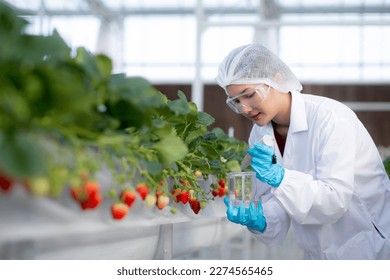 Young asian woman check water quality for cultivation strawberry with happiness for research in farm greenhouse laboratory, female examining strawberry with agriculture, small business concept. - Powered by Shutterstock