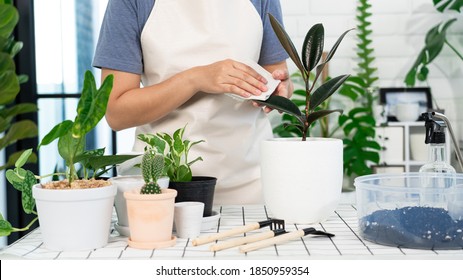 Young Asian Woman Gardener In Casual Clothes Taking Care And Squirts For House Plant Pots On The White Wooden Table, Concept Of Home Garden And Stylish Interior With A Lot Of Plants