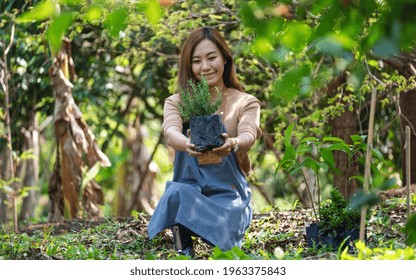 A Young Asian Woman Holding And Preparing To Plant Rosemary Tree For Home Gardening Concept