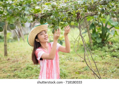 Young Asian Woman Picking Passion Fruit In The Garden