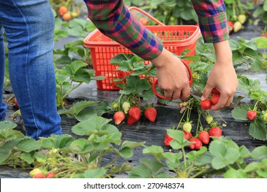 young asian woman picking strawberry in garden - Powered by Shutterstock