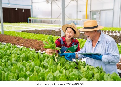 Young Asian woman and senior man farmer working together in organic hydroponic salad vegetable farm. Modern vegetable garden owner using digital tablet inspect quality of lettuce in greenhouse garden. - Powered by Shutterstock