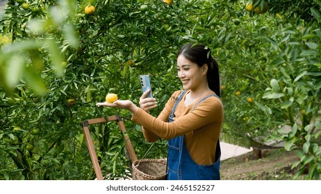 Young Asian woman taking photo of orange in orchard using smartphone. denim overalls and brown long-sleeve shirt. Surrounded by green leaves and fruit. small business owner promoting products online. - Powered by Shutterstock