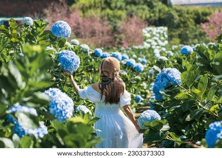 Young Asian woman traveler enjoying and walking in a hydrangea garden. Travel and holiday, enjoy weekend and leisure time concept
