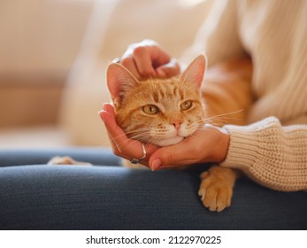 Young asian woman wears warm sweater resting with tabby cat on sofa at home one autumn day. Indoor shot of amazing lady holding ginger pet. Morning sleep time at home. Soft focus.