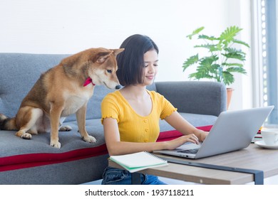 Young Asian woman working in front of computer laptop And there is a Shiba Inu dog sitting on the sofa. Work from home.