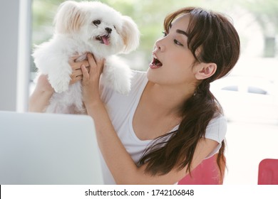 Young Asian Woman Working On Laptop And Playing With Her Dog Chihuahua Feeling Happiness Work Form Home Concept