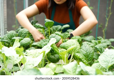 Young Asian Women Farmer Take Care Of Hydroponics Vegetable 