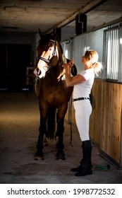 Young Athlete Takes Care Of Her Horse In Evening After Training. They Have Complete Mutual Understanding And Pleasure . Sports And Health. Enjoying Life. Active Recreation. Role Model. 