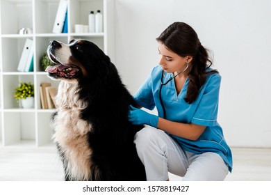 young, attentive veterinarian examining back of bernese mountain dog 