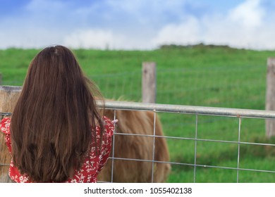Young attractive brunette woman with silky shiny hair peering over farm fence at cows and bulls in a lush green meadow with blue skies at sunsets golden hour