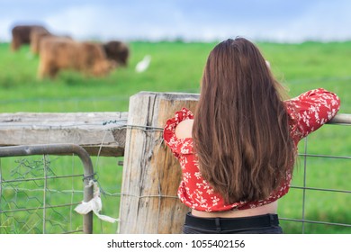 Young attractive brunette woman with silky shiny hair peering over farm fence at cows and bulls in a lush green meadow with blue skies at sunsets golden hour