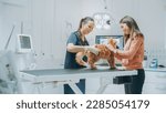 Young Attractive Cat Owner Holds Her Beloved Red Pet Maine Coon at a Modern Veterinary Clinic as a Female Vet Examines the Animal on the Examination Table. Doctor and Owner Talking