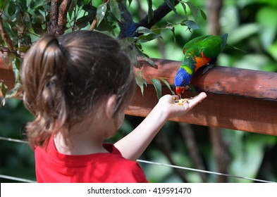 Young Australian girl (female age 5-6) feeding a Rainbow Lorikeet (Trichoglossus moluccanus) native bird to Australia sit on a tree branch in rainforest in the tropical north of Queensland, Australia. - Powered by Shutterstock