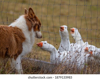 Young Australian Shepherd Dog And Geese