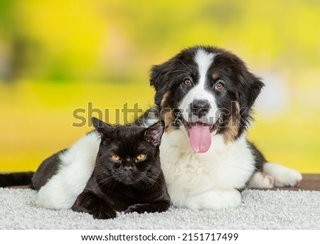Young Australian shepherd dog hugs black cat at summer park