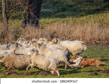 Young Australian Shepherd Dog And Sheep On A Farm - Dog Is Grazing - Herding  The Sheep