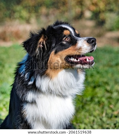 Similar – Dog breed Bernese Mountain Dog