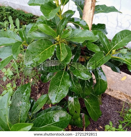 Young Avocado Tree Sapling with Vibrant Green Leaves and Raindrops in Garden