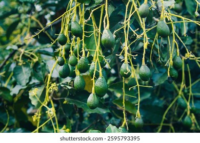 Aguacates jóvenes que crecen en el árbol