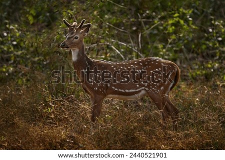 Young Axis spotted deer in the forest. Deers in the nature habitt, Kabini Nagarhole NP in India. Herd of animal near the water pond. Nature wildlife. Chital in forest, green busch. India nature.