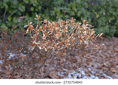 A young azalea shrub displays its developing foliage and nascent buds, bathed in the gentle warmth of early spring sunshine