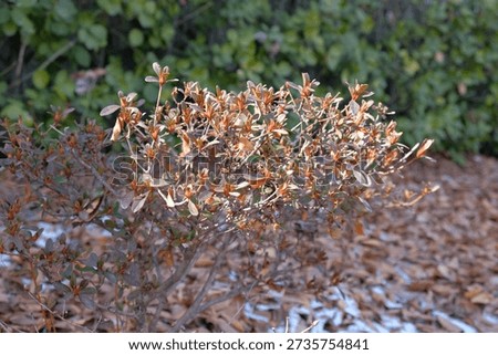 A young azalea shrub displays its developing foliage and nascent buds, bathed in the gentle warmth of early spring sunshine