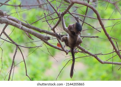 Young baboon playing in a tree in Kruger National Park in South Africa                           