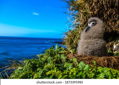 Young Baby Albatross Sitting On It's Nest On A High Cliff