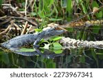 Young baby Alligator resting on the log at the Everglades National Park Florida with soft background