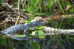 Young Baby Alligator Resting On The Log At The Everglades National Park Florida With Soft Background
