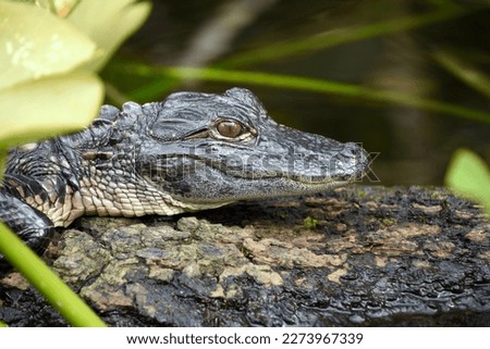 Young baby Alligator resting on the log at the Everglades National Park Florida with soft background