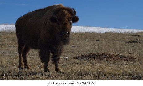 Young Baby Bison (Buffalo) At Park In Great Plains